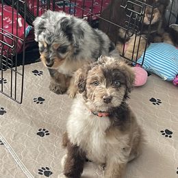 Aussiedoodle and Bernedoodle Puppies from North 40 Doodles