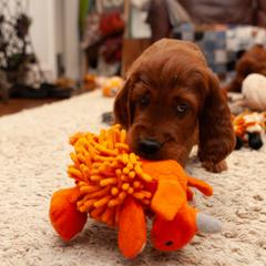 Irish Setter Puppies from Hocus Pocus Irish Setters