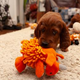 Irish Setter Puppies from Hocus Pocus Irish Setters