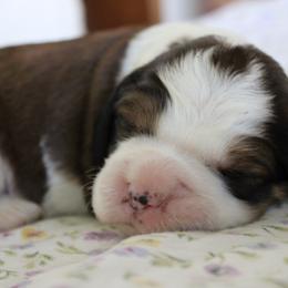 Daffodil - Liver white and tan female English Springer Spaniel puppy in Winfield, Tennessee from Murphy Farms and Springers