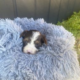 Biewer Terrier Puppies from Port-au-Prints