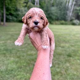 Melody - Red female Cavapoo puppy in Midland, Michigan from Northern Charm Farm
