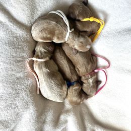 Cavapoo puppies from West Cobb Dogs