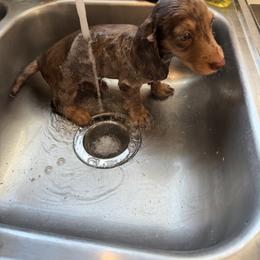 Cockapoo, Dachshund, and Miniature Schnauzer Puppies from LUXEYPUPS