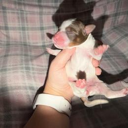 Maple - Brown and white female Bernedoodle puppy in Warrensburg, Missouri from Dreamer Ridge Puppies