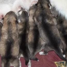 Alaskan Malamute puppies from Kalamals