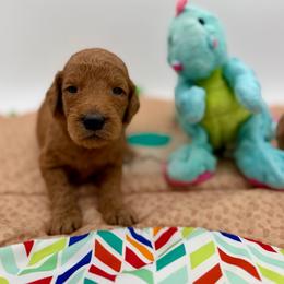 Mikey - Apricot male Goldendoodle puppy in Willacoochee, Georgia from Kitandkboodle's Doodles