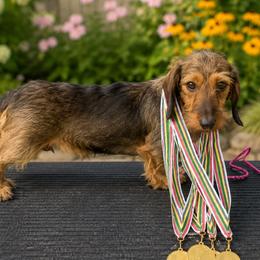 Dachshunds from Kentucky Bluegrass Wirehair Dachshunds