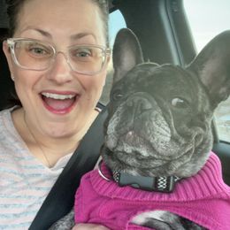 Lola - French Bulldog