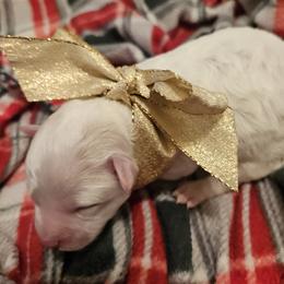 Elsa - White female Bichon Frise puppy in Boerne, Texas from Bichons of Boerne