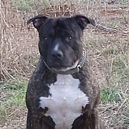 Hamish - American Staffordshire Terrier