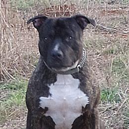 Hamish - American Staffordshire Terrier