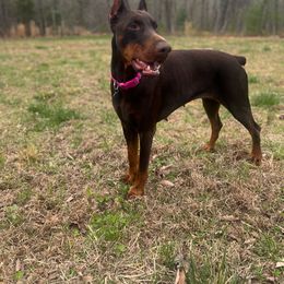 Dreya - Doberman Pinscher