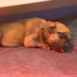 Sovereign (Brown) - Fawn male Boerboel puppy in Delta, Colorado from SATA Kennels