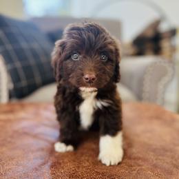 Grover - Brown and white male Aussiedoodle puppy in Strasburg, Pennsylvania from Still Water Puppies