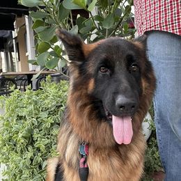 German Shepherds from Von Guzman Family Shepherds