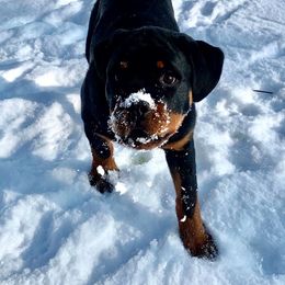 Rottweiler Puppies from Bronx Von Bridges Rottweilers