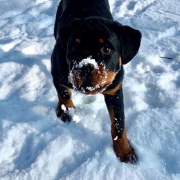 Rottweiler Puppies from Bronx Von Bridges Rottweilers