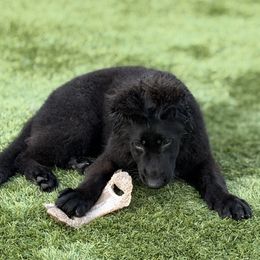 6 - Yellow Collar - Black female German Shepherd puppy in Davie, Florida from Vom Broward Haus