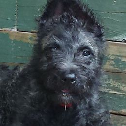 Belgian Laekenois, Dutch Shepherd, and Golden Retriever Puppies from Coswald