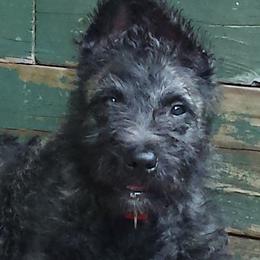 Belgian Laekenois, Dutch Shepherd, and Golden Retriever Puppies from Coswald