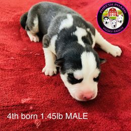 "FREYAxGUNNAR litter 02.18.21" Siberian Husky Puppies from Phresh Pharm Husky Ranch