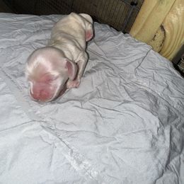 Finn - Cream male Cocker Spaniel puppy in Lake, Mississippi from MGs Cockers
