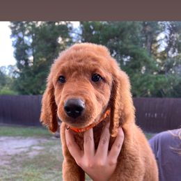 Orange - Red  male Goldendoodle puppy in Savannah, Georgia from PurdyDoodles