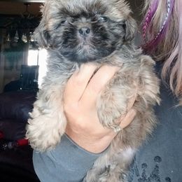 Aussiedoodle, Bernedoodle, Poodle, Shihpoo, and Shih Tzu Puppies from Route 66 Poodles & Doodles, Sapphire Shih-tzu's of Ohio