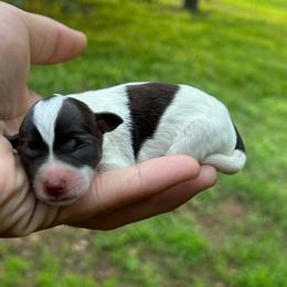 Janet - Parti female Miniature Schnauzer puppy in Clover, South Carolina from Bobo’s Babies Kennels