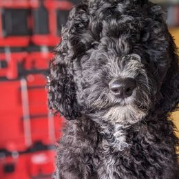 Yellow Boy - Black Goldendoodle puppy in Olympia, Washington from Sinclairdoodles