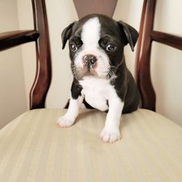 Boston Terrier Puppies from Our Gang Bostons