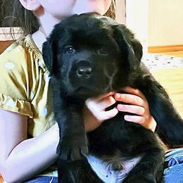 Labrador Retriever Puppies from Howard English Labradors