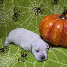 Chex - White male Miniature Schnauzer puppy in Allison, Iowa from Firefly Stables