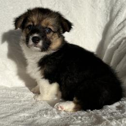 Girl 2 - Black and tan female Pembroke Welsh Corgi puppy in Surprise, Arizona from Ruff and Rowdy Corgis