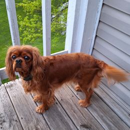Rowan - Cavalier King Charles Spaniel