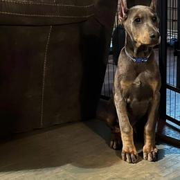 Male 1 Blue-Rust - Blue and rust male Doberman Pinscher puppy in Mc Cook, Nebraska from Morningstar Kennel