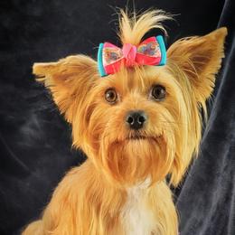 Charlie  - Yorkshire Terrier