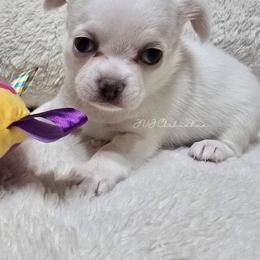 Aphrodite - Cream and white female Chihuahua puppy in Albuquerque, New Mexico from JVJ Chihuahua