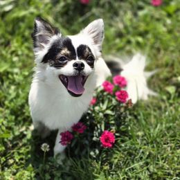 Bandit - Chihuahua
