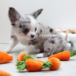 Milo - Merle male Chihuahua puppy in Tulsa, Oklahoma from H-3 Chihuahuas