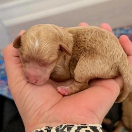 Miranda - red abstract - Red  female Poodle puppy in Goliad, Texas from Sassy Lil Aussies and Diamond W Poodles