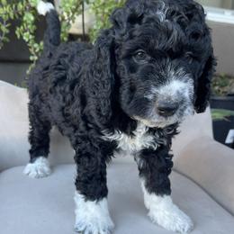 Fir - Phantom male Bernedoodle puppy in Superior, Arizona from Mountain Bridge Doodles
