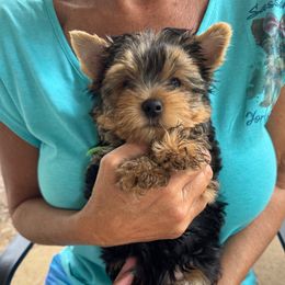 Green Collar Runt - Blue and gold male Yorkshire Terrier puppy in Milton, Florida from Sassenach Yorkie Kennels