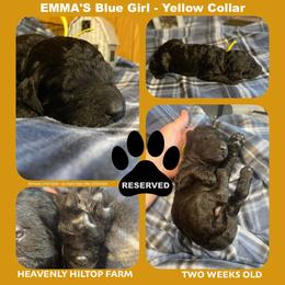 Black Blue Yellow Collar girl - Blue female Poodle puppy in Charlo, Montana from Heavenly Hilltop Farm
