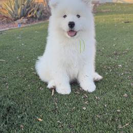 Labrador Retriever and Samoyed Puppies from Carefree Samoyeds & Deserthills Labradors