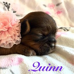 Quinn - Red female Shih Tzu puppy in Hemet, California from Aloha Shih Tzu
