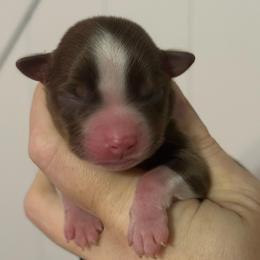 Woodrow - Red tri-color male Miniature American Shepherd puppy in Valley Springs, California from Raindance Ranch