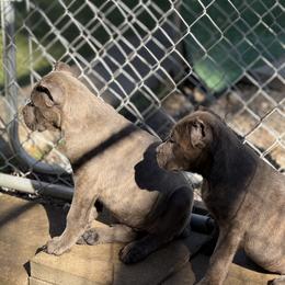Cane Corso Puppies from Corso Empire