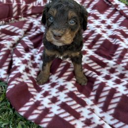 Leyland Cypress - Chocolate female Cavapoo puppy in Austin, Texas from Doodles of Central Texas